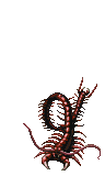 Giant Centipede